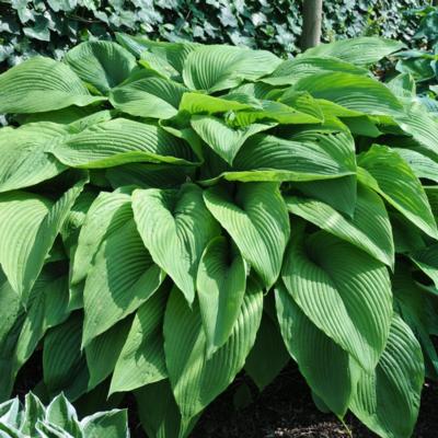 Hosta 'Green Acres'